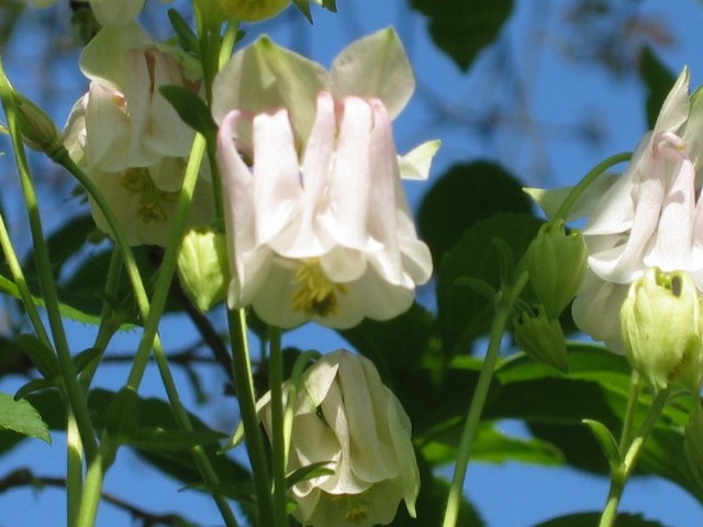 Pakujac